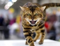 图书馆“管理喵”遭解雇，市民抗议辞退理由太奇葩