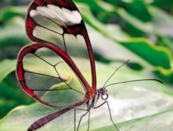 盘点自然界十种美丽的透明生物