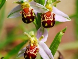 欺骗能力最强的植物，看了你就知道它多有趣