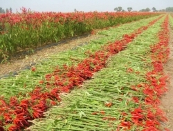 农村这种收辣椒的大场面，你经历过吗