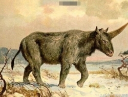 考古学家证明独角兽的确存在，为什么和想象中不一样