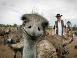 专门抢镜的动物们