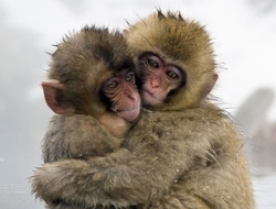 揭秘最开放的动物世界——同性恋也疯狂