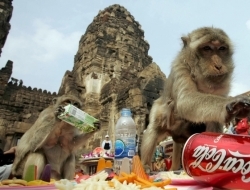 也真是“命好”，这些动物生在这些国家竟受到这般待遇