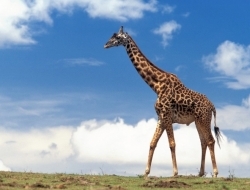 世界上十大巨型动物