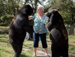 62岁老太太饲养大棕熊和老虎当宠物，堪称世上最牛老太太