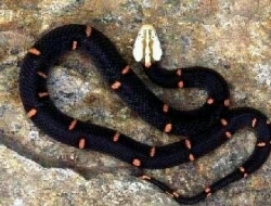 全球最恐怖的十种蛇，眼镜蛇五步蛇均未入榜