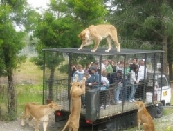为让游客更“尽兴” 国外一家动物园是这么做的