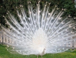 盘点那些迷人稀有的白化动物