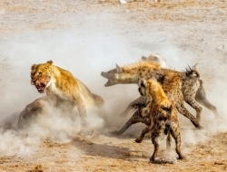 《国家地理》杂志评选的2016年最佳照片