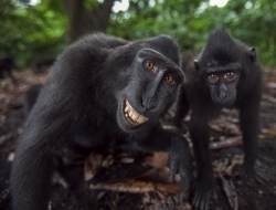 实拍镜头感十足的猴子
