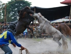 直击菲律宾非法斗马，血腥残忍，为争夺母马战斗至死方才结束