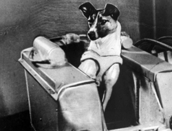 时隔45年，俄罗斯科学家才揭露第一只太空狗的悲惨死亡真相