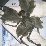 世界最神秘的生物是哪些