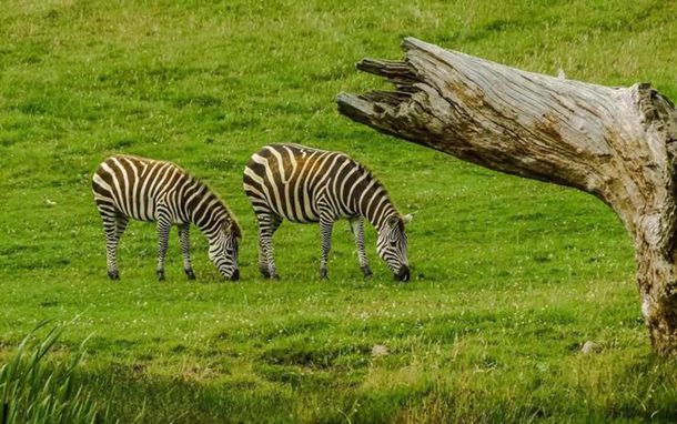 用不一样的听歌学英语课件上炸裂的课, 同时落实听说读写看, 学生爱极了!