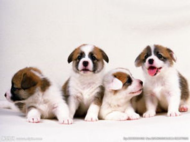 那金花和她的女婿第08集播放