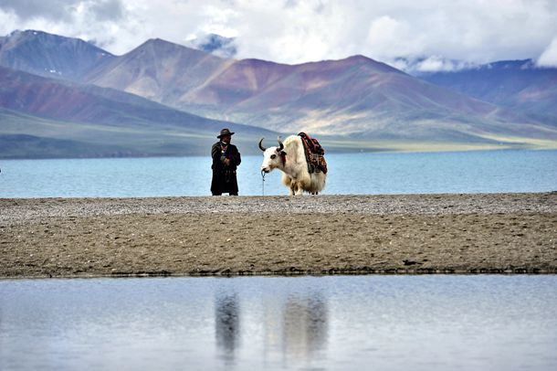 电视剧白鹿原演员表