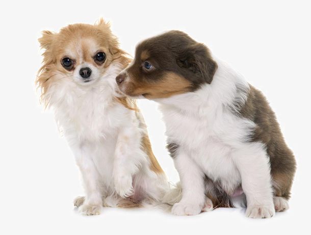 拯救被cao烂的海棠受（女攻）最新章节